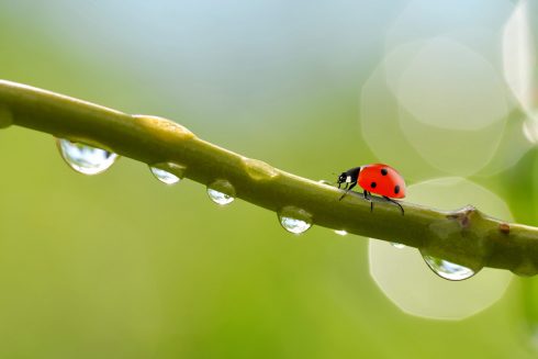 Transparent drops of water witch ladybug on branch of tree. Transparent drops of water witch ladybug on branch of tree close up.Natural background.